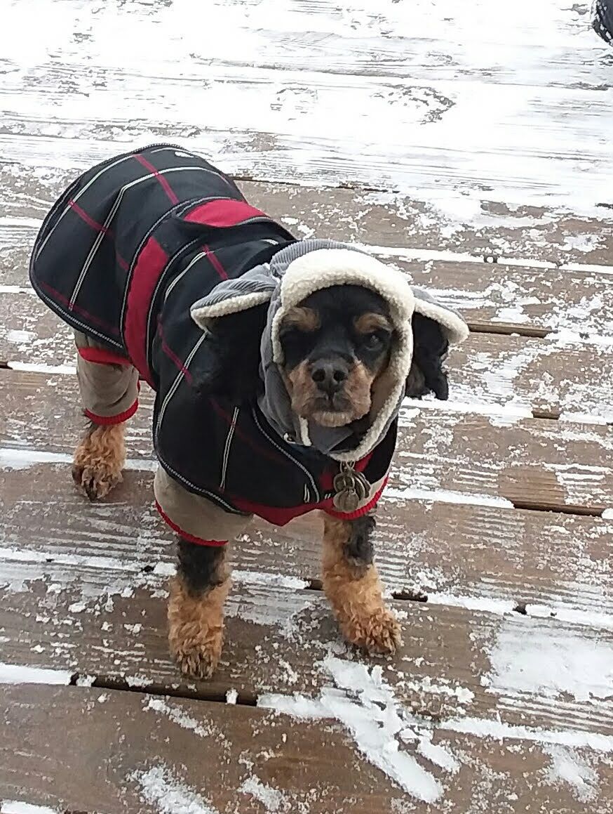The Times Cutest Pets of Winter 2018